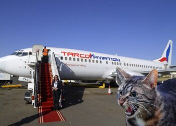 A cat attacked a pilot MID FLIGHT