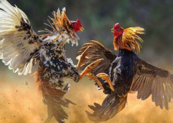 కోడి పందెం Cock fight Rooster fight