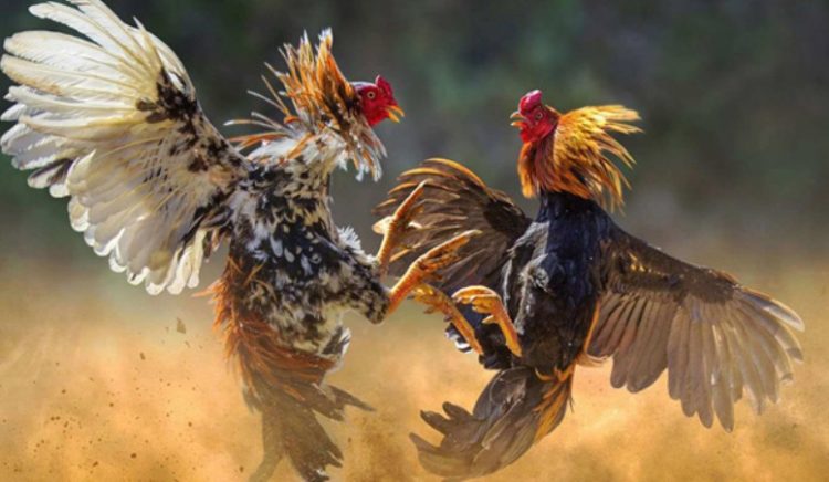 కోడి పందెం Cock fight Rooster fight