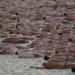 2,500 naked volunteers have posed in the early morning light on Sydney's Bondi Beach for an artwork designed to raise awareness of skin cancer.