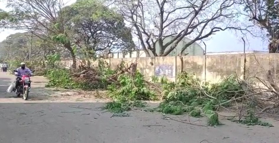 trees cutting for jagan tour