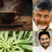 Chandrababu, Araku coffee, jagan, Ganza, Ganja, Ganjai