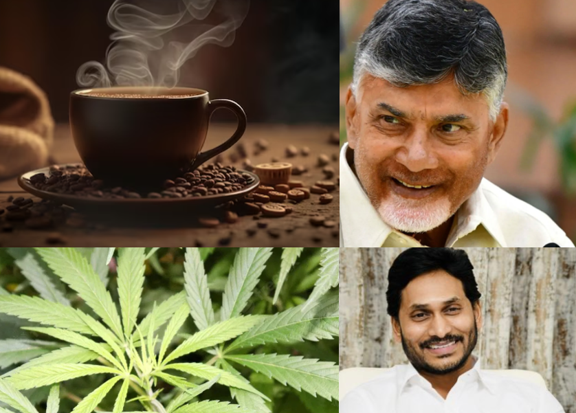 Chandrababu, Araku coffee, jagan, Ganza, Ganja, Ganjai